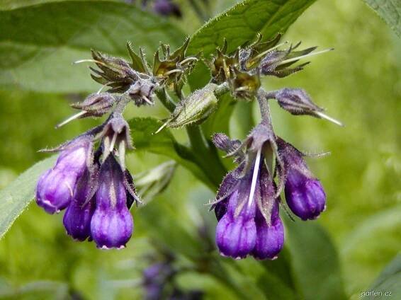 Forum / Obrázek : Kostival lékařský (Symphytum officinale)