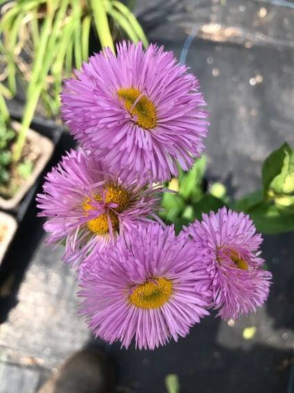 Erigeron Synehurst close up.jpg