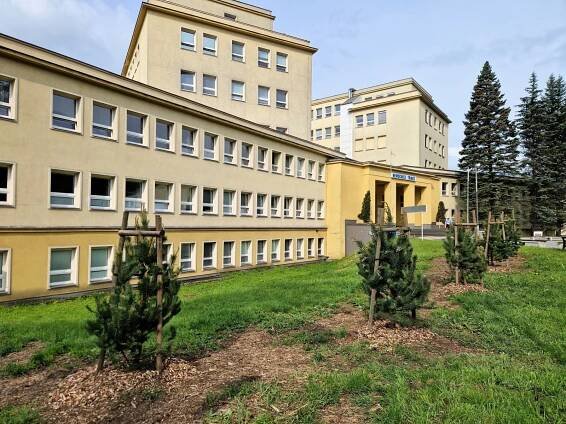 Sosna na Sosně aneb nová zeleň před nemocnicí v Třinci. Rostou tu mladé borovice
