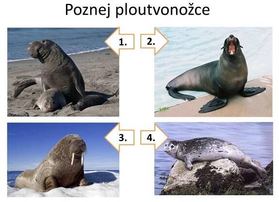 Ploutvonožci, kytovci … – Materiály pro žáky ZŠ