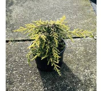 Jalovec obecný 'Goldschatz' (Juniperus communis 'Goldschatz')