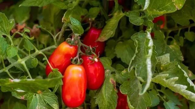 Rajčata San Marzano mají typický tvar soudku. Hodí se do omáček a na passatu.
