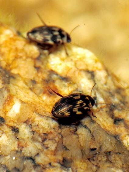 Boreonectes
