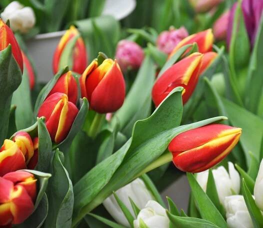 5 tipů pro výsadbu tulipánů: Na jaře zahrada zazáří koberci květů