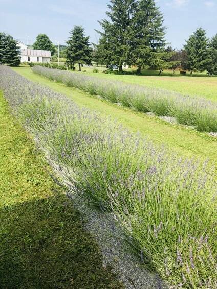Hopenhagen Farm - Copenhagen NY
