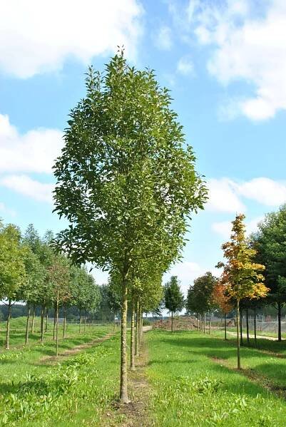 Fraxinus excelsior 'Diversifolia'