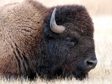 Meet the ‘Forest Ninja Bison’ Living in Grand Canyon National Park
