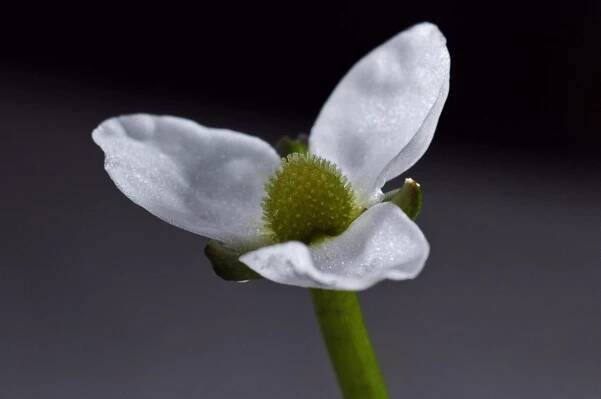Sagittaria Subulata