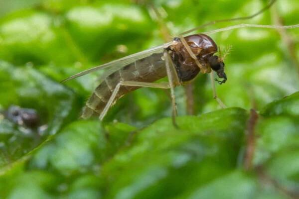 Close-up of a sand fly resting on a green leaf, showing its slender translucent wings, long segmented legs, and small dark head with feathery antennae.