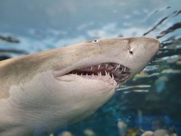 Žraloci: Krvelačné bestie? Jaké mýty a lži o nich kolují?