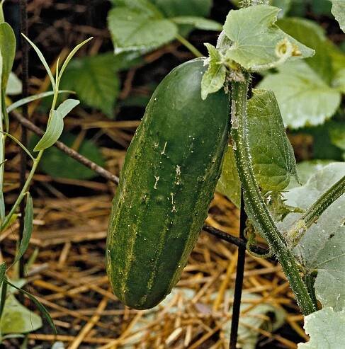 Growing Your Own Crunchy Cucumbers Is a Cinch
