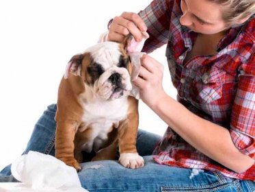 Přerušení ušního svrabu u psů na révě. Léčba ušního roztoče u psů