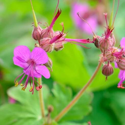 Kakost oddenkatý GERANIUM MARORRHIZUM