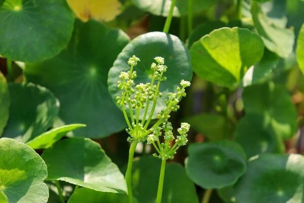 Gotu kola - Ilesol Pharmaceuticals