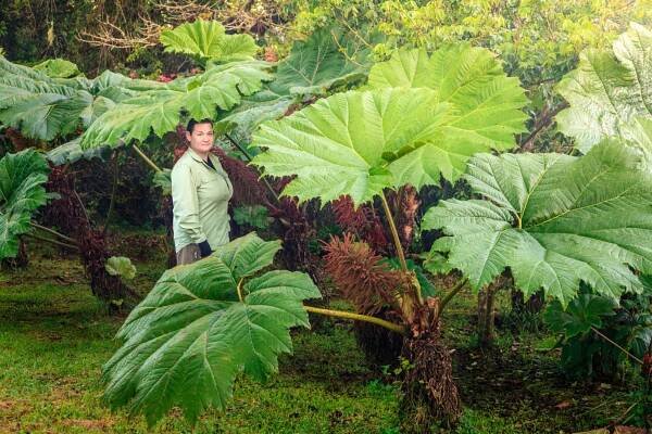 Gunera rukávovitá, barota (Gunnera manicata)