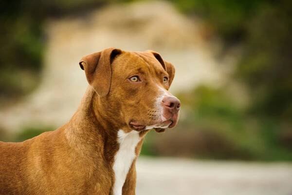 brown American pit bull terrier