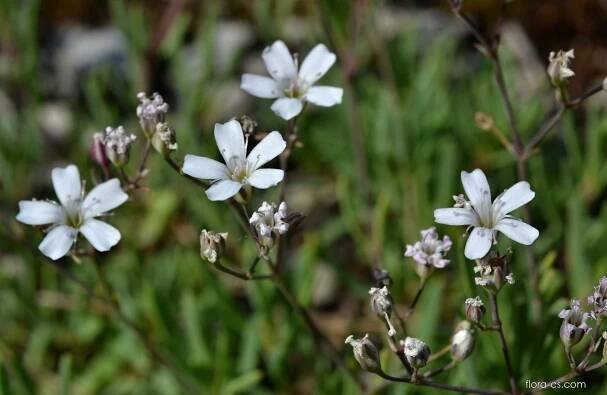 Šater plazivý - Gypsophila repens
