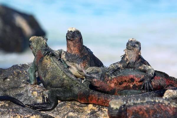 Galapágy -   Južná Amerika Galapágy Panama Ekvádor
