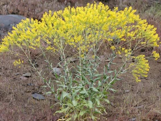 Isatis tinctoria_dyer's woad_growth habit_Bob Case_cropped