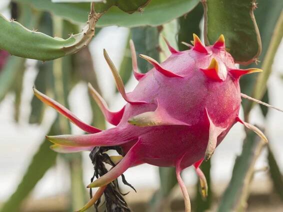 Pitahaya Information: Learn How To Grow Dragon Fruit