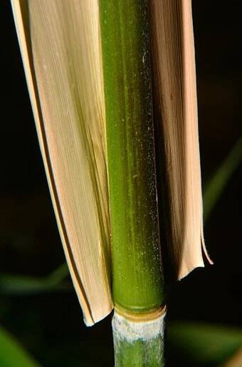 Phyllostachys aureosulcata ´Alata´