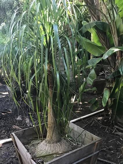 Beaucarnea recurvata, Nolina recurvata — Pony Tail Palm — @ Sea Crest Nursery