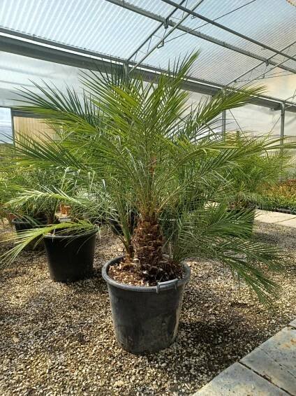 Phoenix Roebellenii