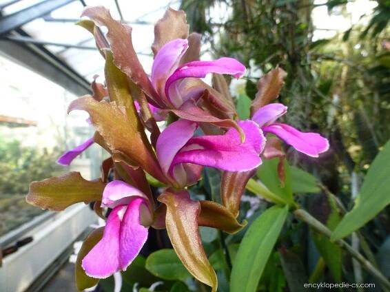 Katleja (Cattleya grossii), květy, květenství
