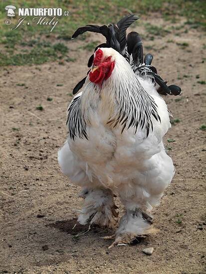 Kur domácí - Brahmánka bílá kolumbijská (Gallus gallus f. domesticus)
