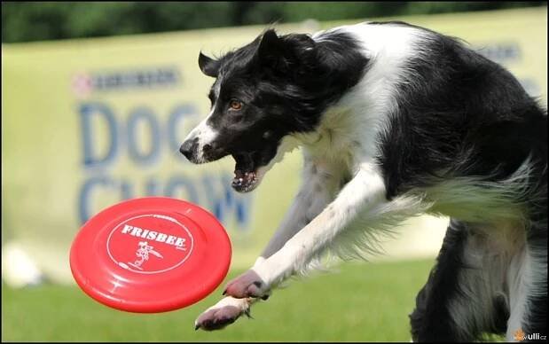 Ústecký psí festival a Dogfrisbee