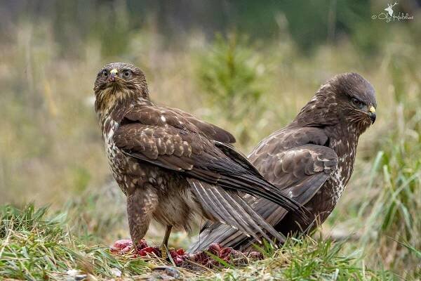 Káně lesní (Buteo buteo)