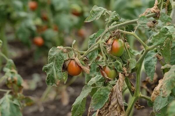 Tomato leaves turning brown