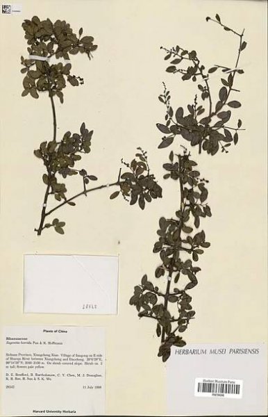 Sageretia horrida - Wikipedia