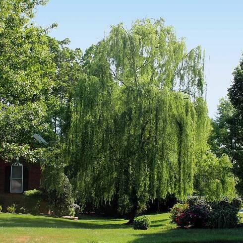 #2 - Weeping Willow Tree