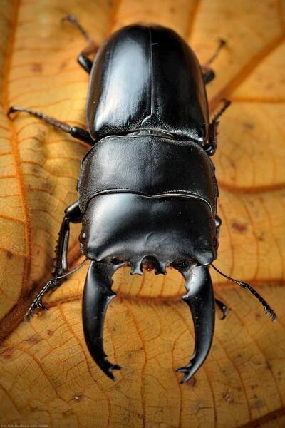 *Dorcus *sp. stag beetle (Lucanidae), male. Borneo. Nikon D700 + Nikkor Micro 60/2.8D