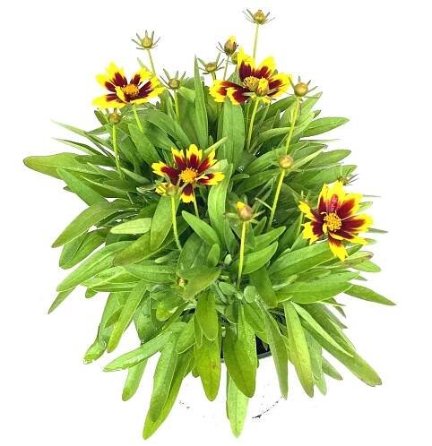 GROW by OBI Krásnoočko velkokvěté (Coreopsis grandiflora) "Golden Sphere" 28 cm