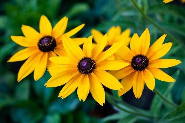 Rudbekia speciosa (Zdroj: Shutterstock)