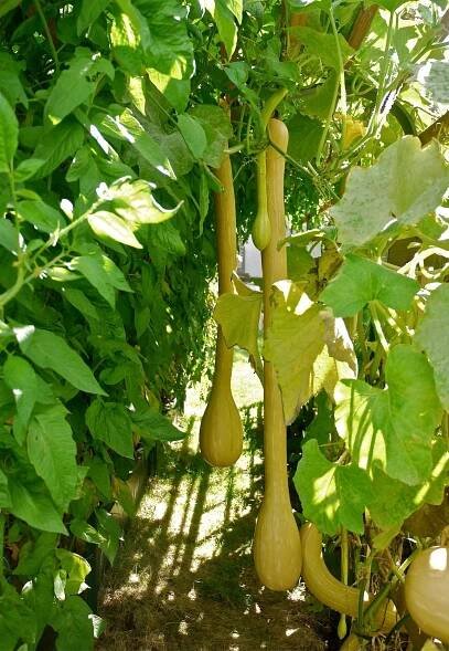 Tromboncino: Summer Squash and Winter Squash All in One Plant