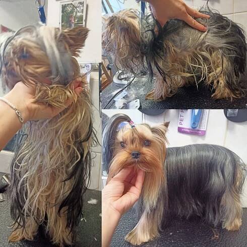 Stříhání a koupání – Psí Salon Bella