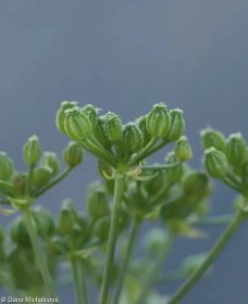 Conium maculatum – bolehlav plamatý • Pladias: Databáze české flóry a vegetace