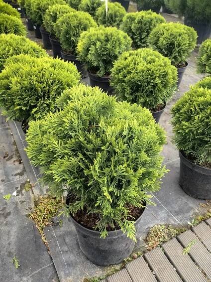 Thuja Occidentalis – Tuja DANICA – zdravá, pěkná sazenice
