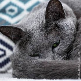 Ruská modrá kočka spí