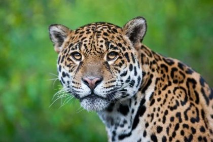Jaguár - panthera onca. jaguár je třetí největší kočičí po tygr a lev a největší v západní polokouli. — Stock obrázek