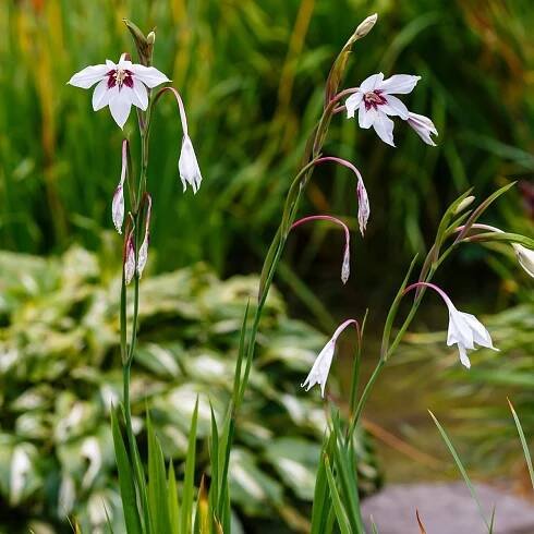Acidanthera - Acidanthera - cibuloviny - 4 ks