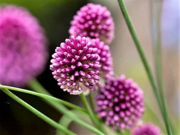 Česnek kulatohlavý (Allium sphaerocephalon) bývá vysoký od 60 do 80 cm, rozkvétá v červnu a kvete až do srpna. Má drobnější purpurové nebo fialové květy.