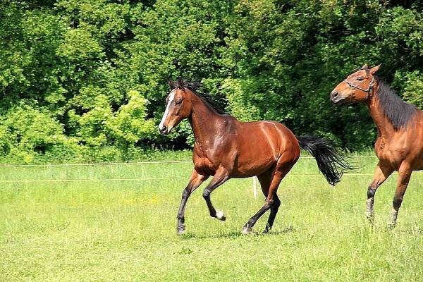 Nabízím ježdění na koni - Olomouc - Celá ČR, Prodám | ChovZvířat.cz