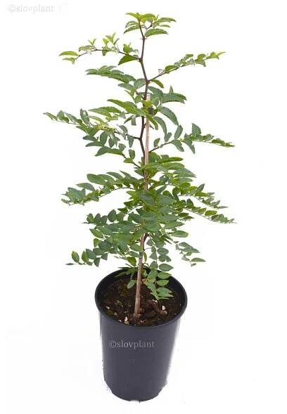 Jujuba tŕnitá (Ziziphus spinosa) ročný semenáč - kontajner