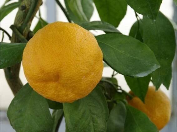 Mandarinka 'Kawano'
