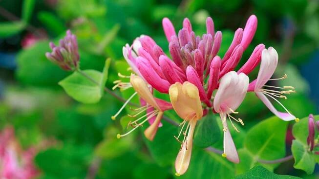 Honeysuckle growing tips: expert advice for this fragrant climbing plant