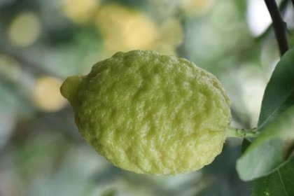 Sladké citrony a limetky: podívejte se na unikátní úrodu zahradníka z Moravce